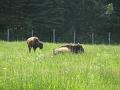 Ferme 021